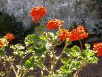 Geranium [Pelagronium X hortorum 'Alphonse Ricard'