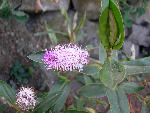 Hebe [Hebe species]
