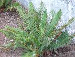 Western Sword Fern [Polystichum munitum]