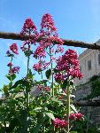Valerian [Centranthus ruber]
