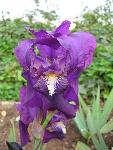 Bearded Iris [Iris 'King's Ransom']