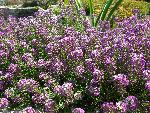Sweet Alyssum [Lobularia maritima]