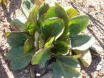 Heartleaf Bergenia [Bergenia cordifolia]