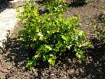 Boxwood [Buxus ‘Green Beauty’]