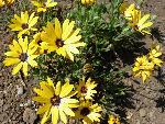 African Daisy [Osteospermum]