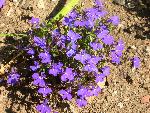 Lobelia [Lobelia erinus]