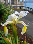 Iris [Iris spuria]