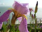 Tall Bearded Iris