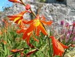 Montbretia [Crocosmia x crocosmiiflora]