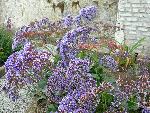 Statice [Limonium perezii]