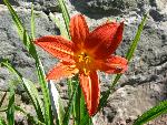 Daylily [Hemerocallis species]