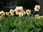Narcissus [Narcissus ‘Barrett Browning’]