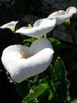 Calla lily [Zantedeschia aethiopica]
