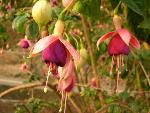 Fuchsia [Fuchsia 'Rose of Castile']
