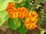Nasturtium [Tropaeolum majus]