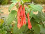 Fuchsia [Fuchsia denticulata]