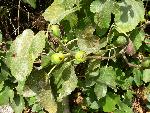 Fig [Ficus carica]