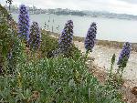 Pride of Madeira [Echium candicans]