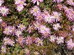 Ice Plant [Drosanthemum floribundum]