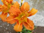 Kwanso Daylily [Hemerocallis ‘Kwanzo’]