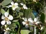 Australian tea tree [Leptospermum laevigatum]