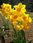 Daffodil [Narcissus 'Grand Soliel d'or']