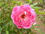 Rose [Rosa 'Brilliant Pink Iceberg']