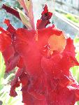 Gladiolus [Gladiolus x hortulanus ‘Flevo Safari’]