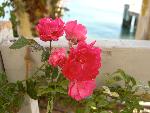 Rose [Rosa 'Dorthy Perkins']