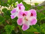 Regal Pelargonium [Pelargonium x domesticum]