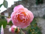 Rose [Rosa 'Rostock']