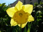 Daffodil [Narcissus ‘Carlton’]