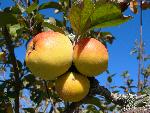 Apple [Malus species]