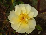 Rose [Rosa 'Daybreak']