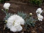 Carnation [Dianthus ‘Arctic Star’]