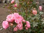 Rose [Rosa 'The Fairy']