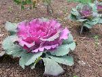 Flowering Kale [Brassica oleracea]