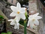 Paperwhites [Narcissus papyraceus 'Paperwhites']