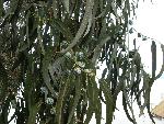 Eucalyptus [Eucalyptus globulus]