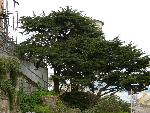 Monterey Cypress [Cupressus macrocarpa]