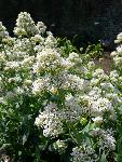 Jupiter's Beard/Valerian [Centranthus ruber ‘Alba'
