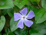 Periwinkle [Vinca major]