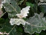 White margined Nightshade [Solanum marginatum]