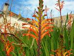 Cobra lily, Pennants [Chasmanthe floribunda]