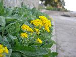 Gold dust, Basket of gold [Aurinia saxatilis]