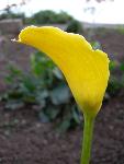 Calla lily 'Hybrid Yellow' [Zantedeschia]