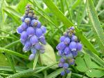 Grape Hyacinth [Muscari armenicum]