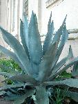 Century plant [Agave americana]
