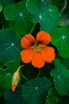 Nasturtium [Tropaeolum majus]