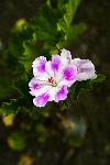 Regal Pelargonium [Pelargonium x domesticum]